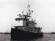 Singa Laut