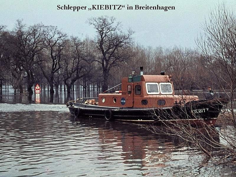 Kiebitz