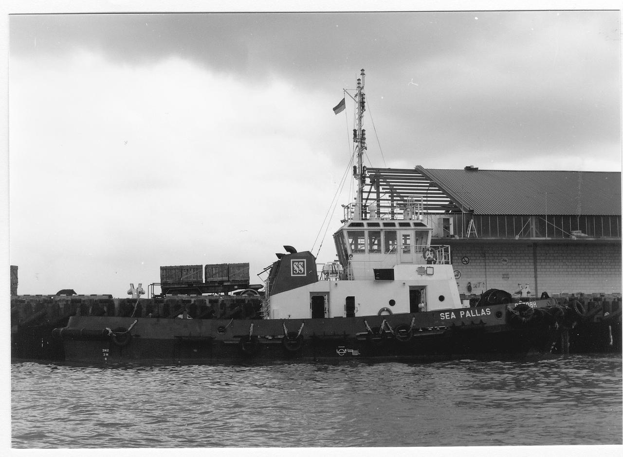 Sea Pallas