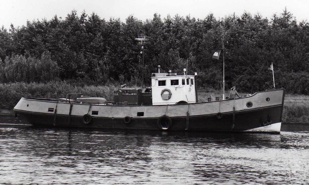 Stormvogel