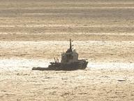 Sea Buffalo