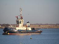 Sea Buffalo