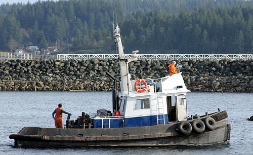 Comox Brave