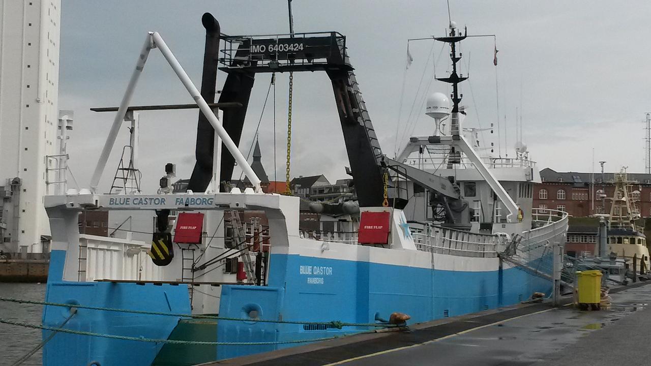 Blue Castor