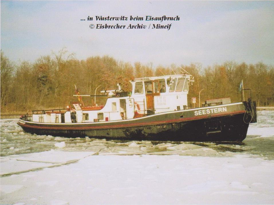 Seestern