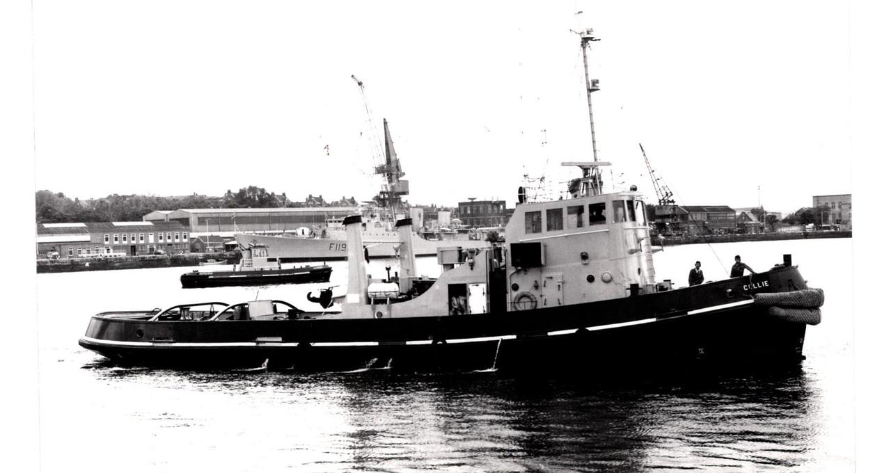 Collie T