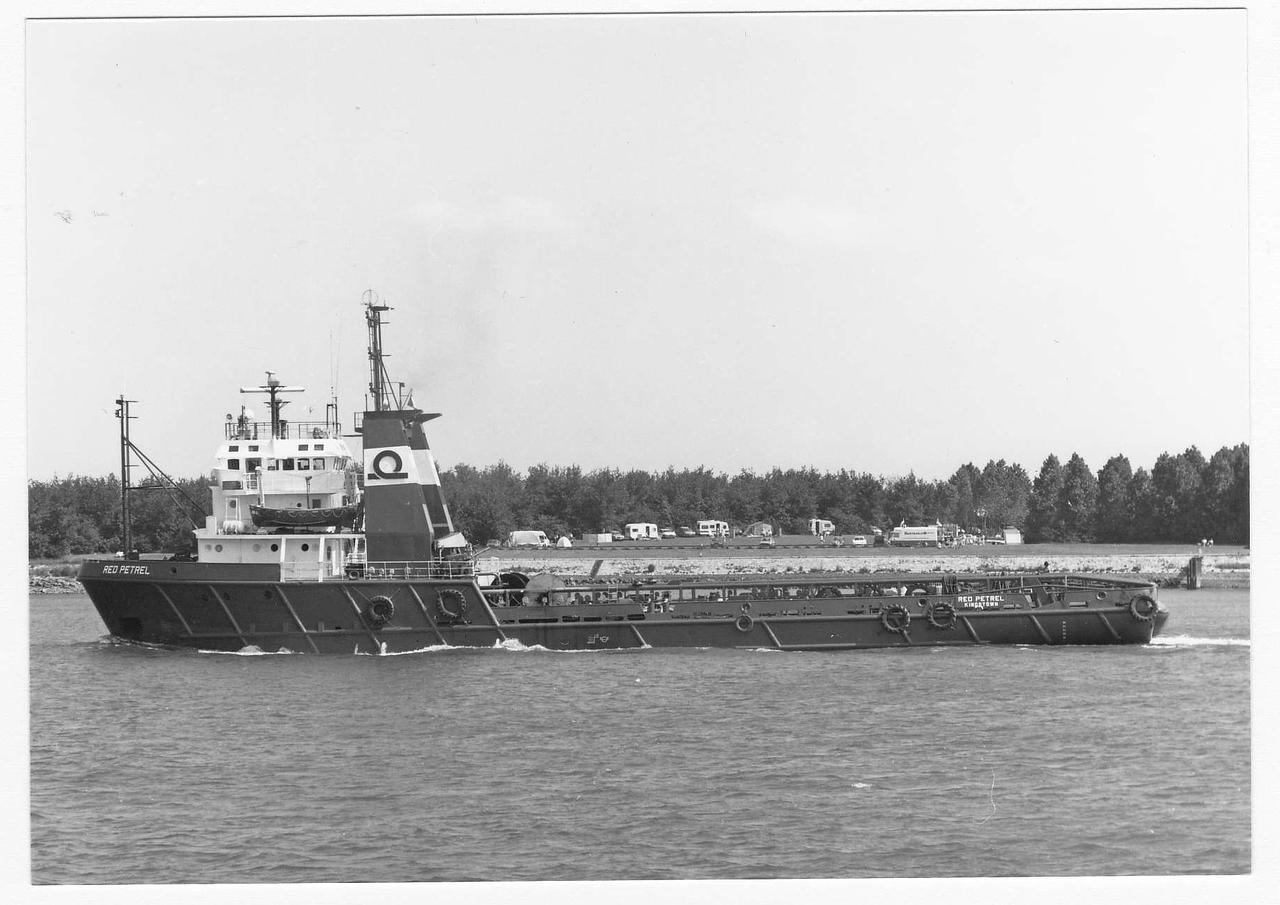 Sea Bulk Petrel
