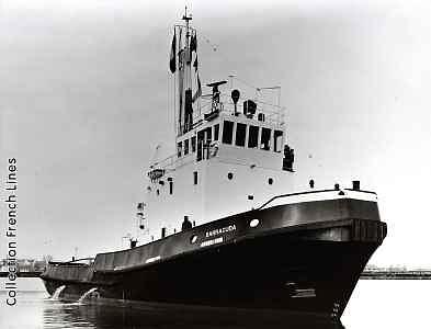 Barracuda