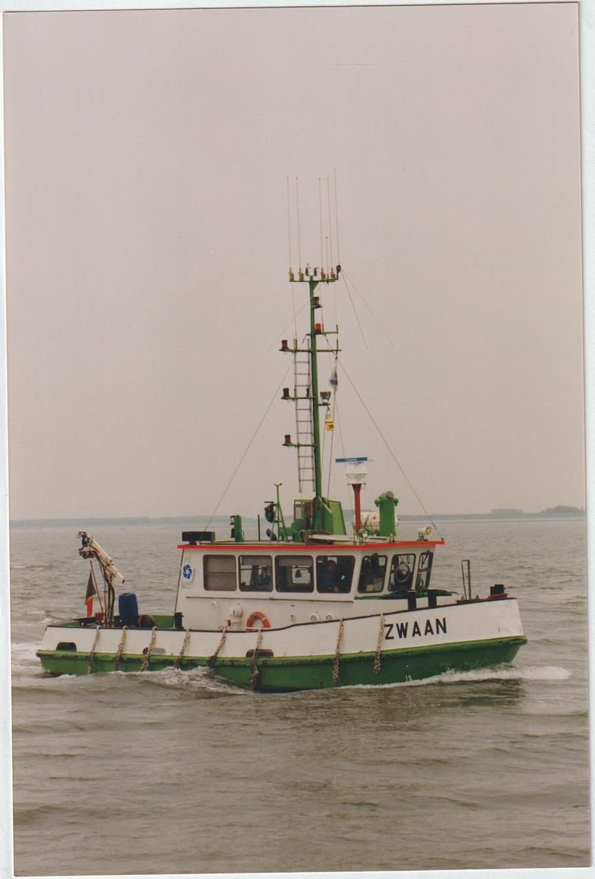 Zwaan