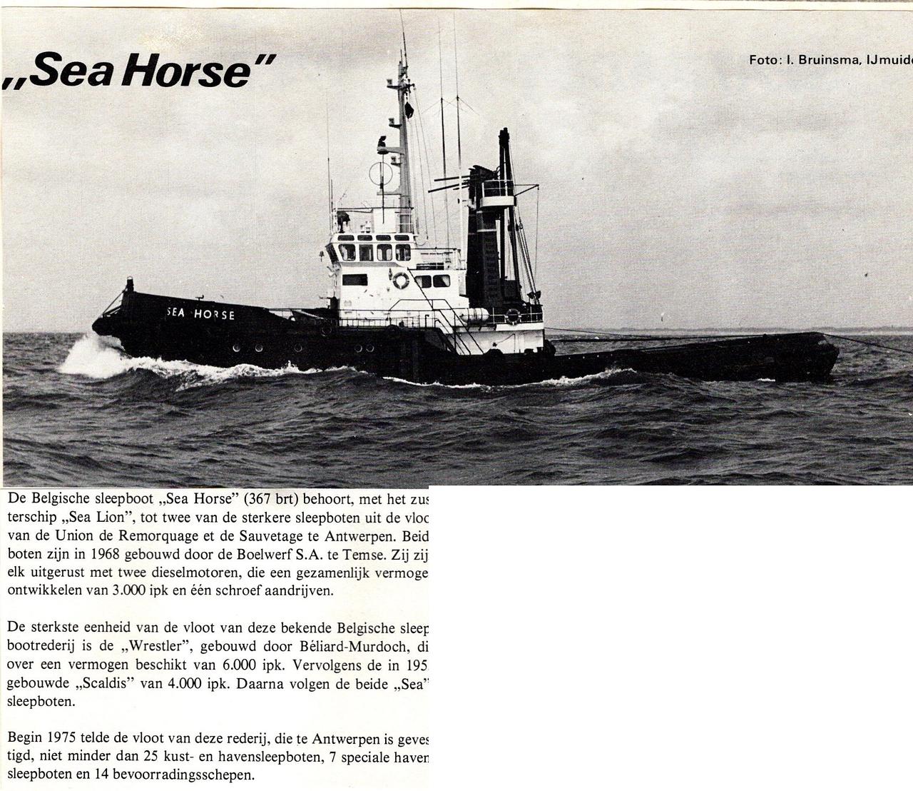 Sea Horse