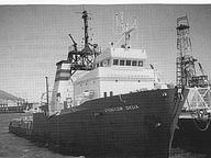 Skua