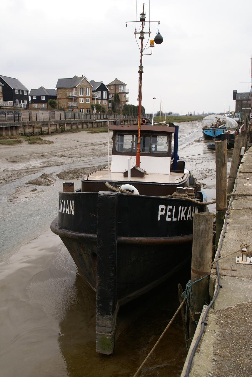 Pelikaan